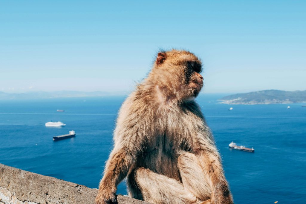 Monkey Gibraltar
